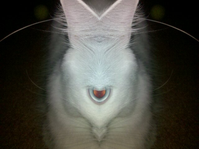 funny rabbit.jpg (41 KB)